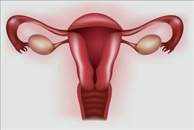 איור של מערכת הרבייה הנשית. איור: doctorsonly