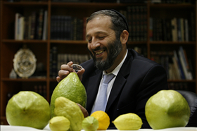 מנהיג ש''ס לשעבר, אריה דרעי, בודק אתרוג במשקל 2 ק''ג במשרדו בירושלים 06.10.08. צילום: מיכל פתאל, פלאש 90 מנהיג ש''ס לשעבר, אריה דרעי, בודק אתרוג במשקל 2 ק''ג במשרדו בירושלים 06.10.08. צילום: מיכל פתאל, פלאש 90
