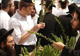 מכירת הדסים בשוק ארבעת המינים בבני ברק. צילום: Aviad2001, wikipedia מכירת הדסים בשוק ארבעת המינים בבני ברק. צילום: Aviad2001, wikipedia